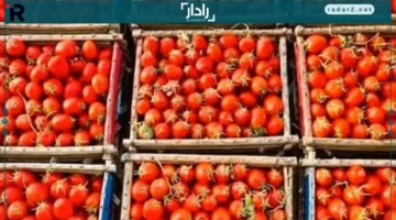 أسعار الخضار والفاكهة الأربعاء 12-11-2025 في المنوفية